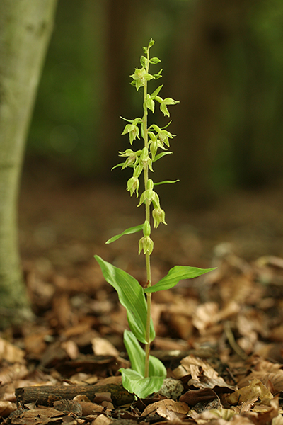 Epipactis leptochila